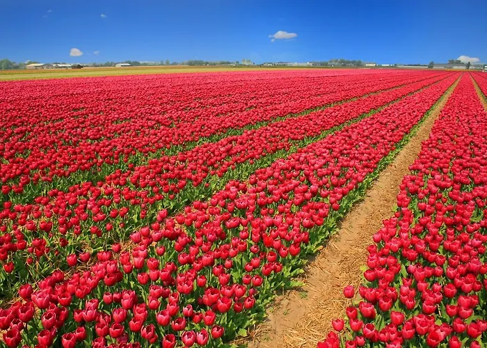 Vakantiewoning Mv8 Egmond-Binnen